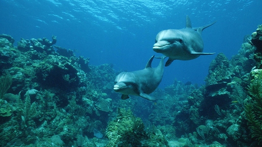 Sataya (Dolphine reef)